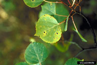 Marssonina Leaf Spot/Blight